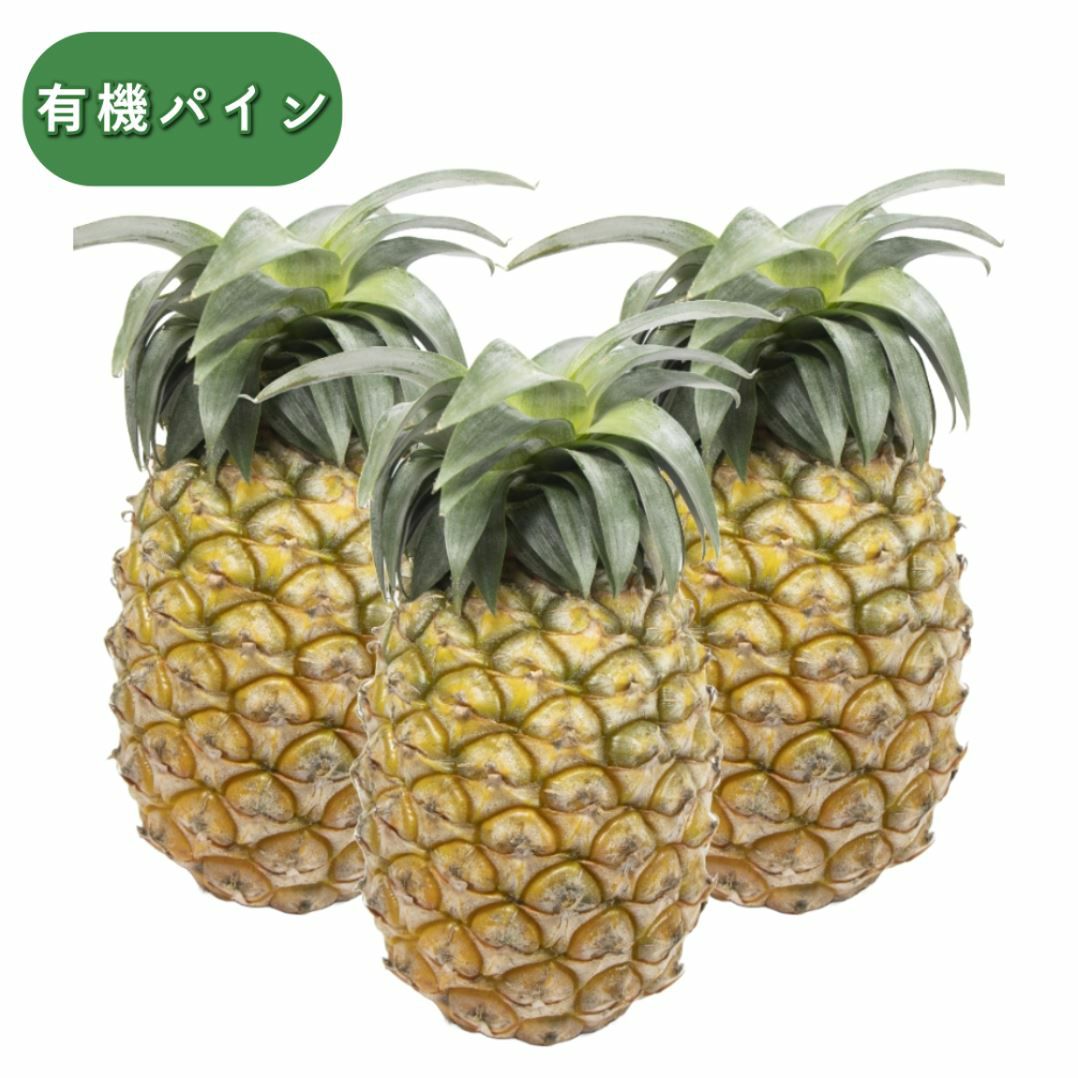 専用 期間限定 無農薬パイナップル苗 ハワイ種100本＋α（つくって 