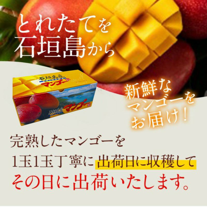 アーウィンマンゴー特大10玉(贈答用品質規格外6kg) アーウィンマンゴー特大10玉(贈答用品質規格外6kg)